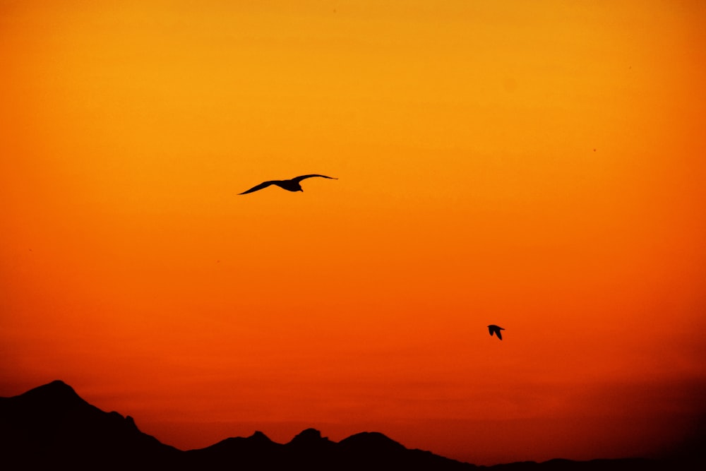 silhouette of flying birds and mountains during orange sunset