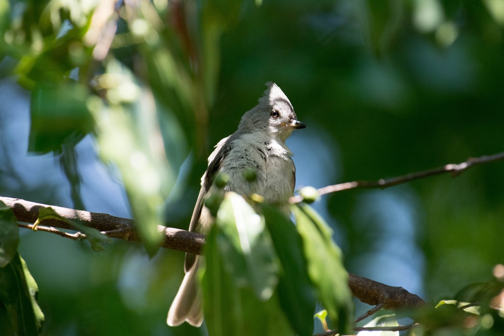 gray perching bird