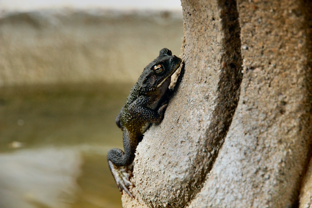 selective focus photo of black frog