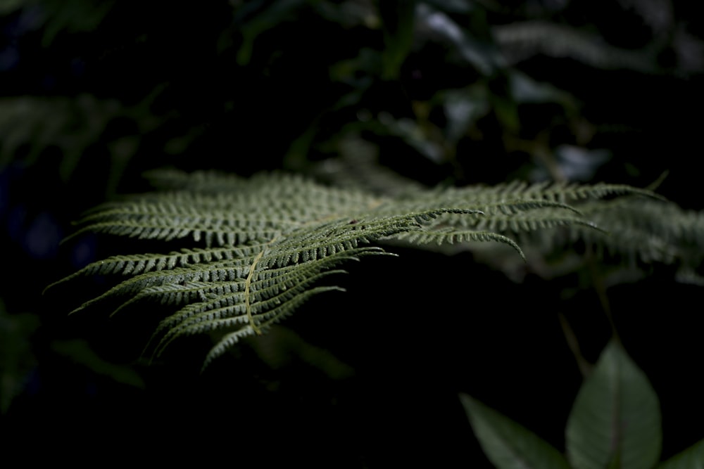 グリーンシダ植物のクローズアップ写真