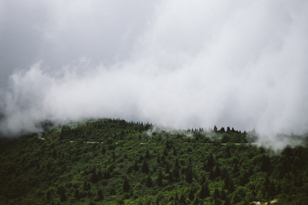 aerial photo of green trees and white clouds