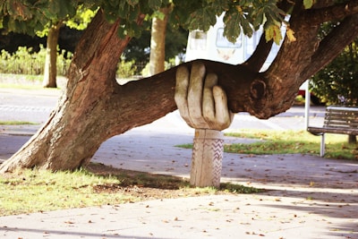 brown tree with a hand holding up a fallen branch