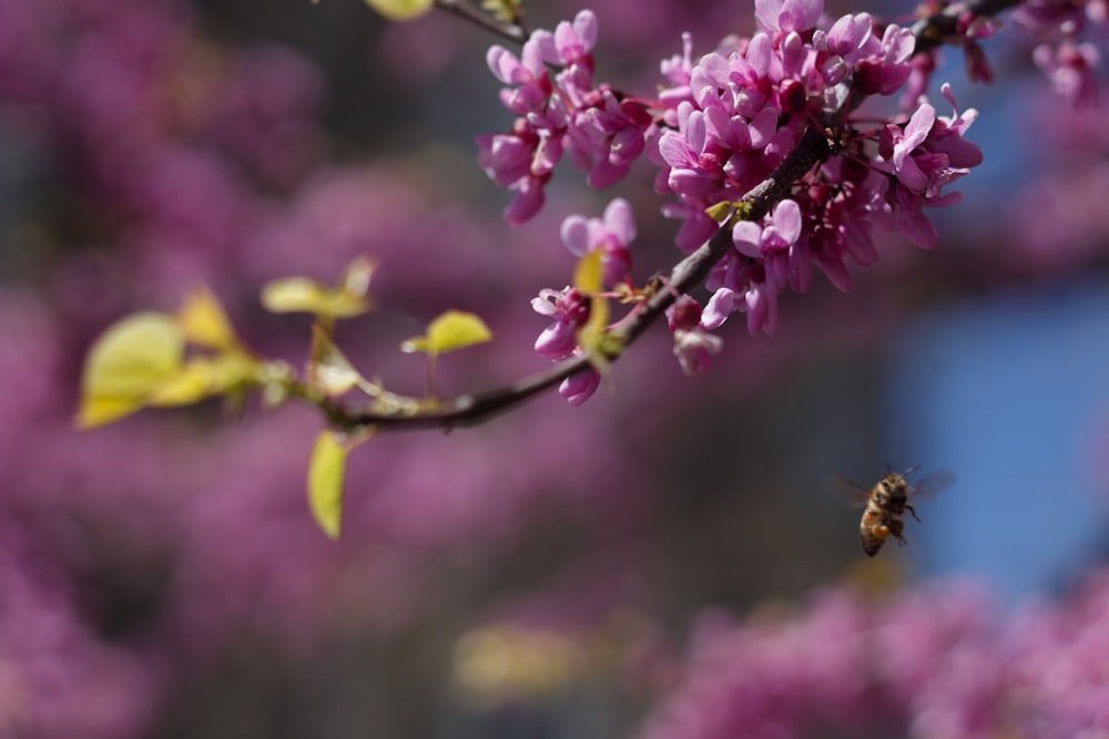 brown bee near cherry blossom plant selective focus photo