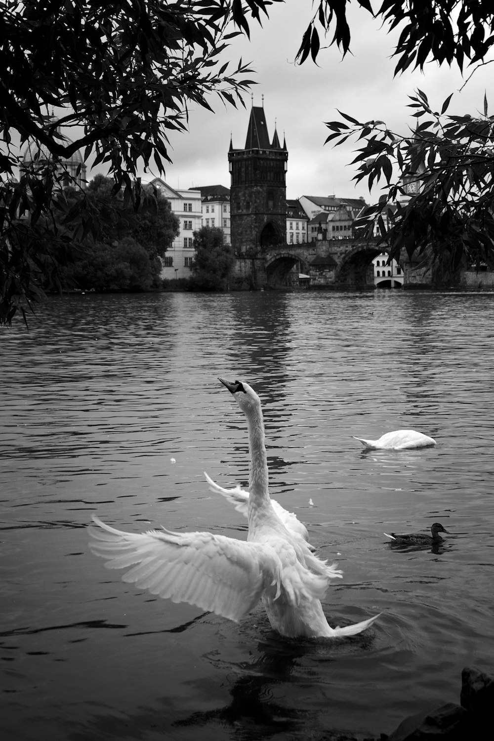 grayscale photography of mute swan on water near other swan and duck in distant of tower near buildings