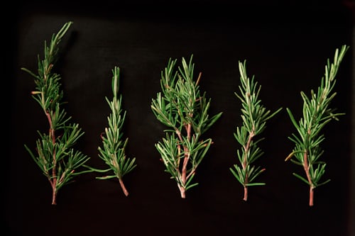 herbal supplement - rosemary