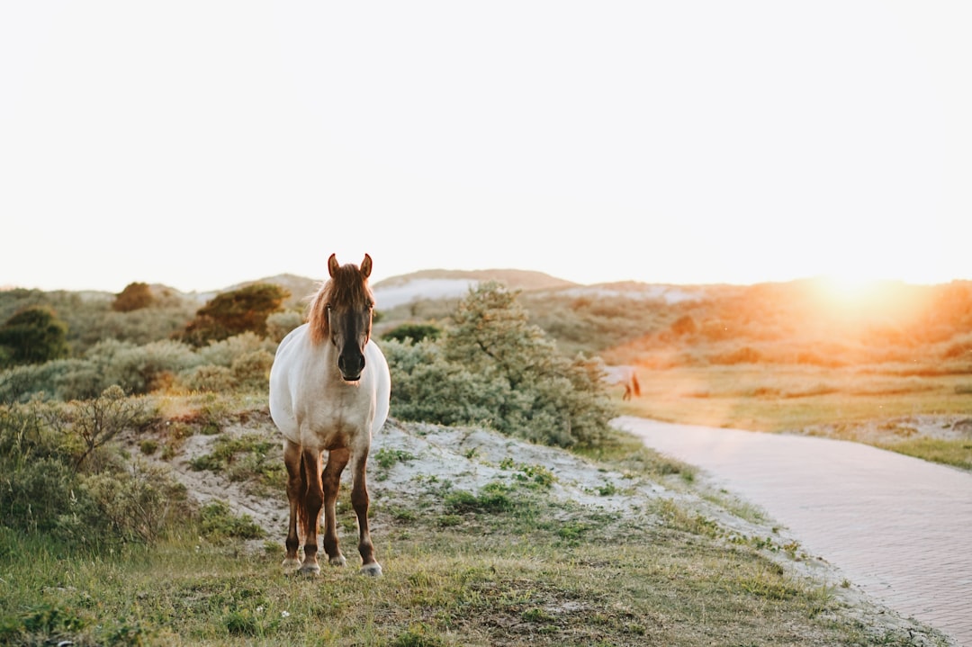 Travel Tips and Stories of Zuid-Kennemerland National Park in Netherlands