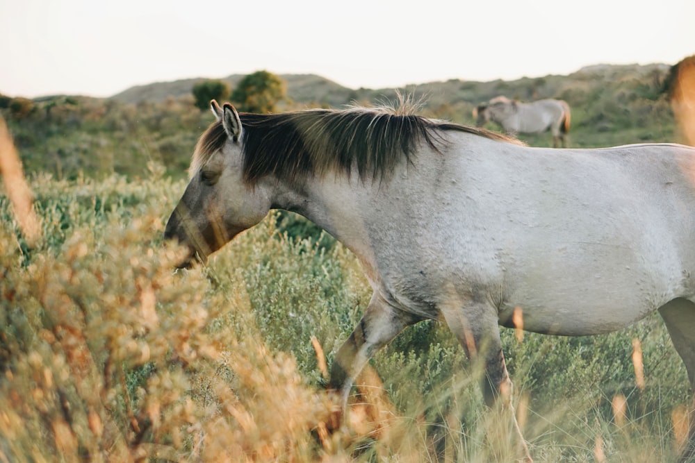 white horse eating grass