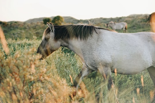 white horse eating grass in Zuid-Kennemerland National Park Netherlands