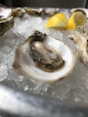Close-up of a freshly shucked oyster resting on crushed ice with a slice of lemon nearby.