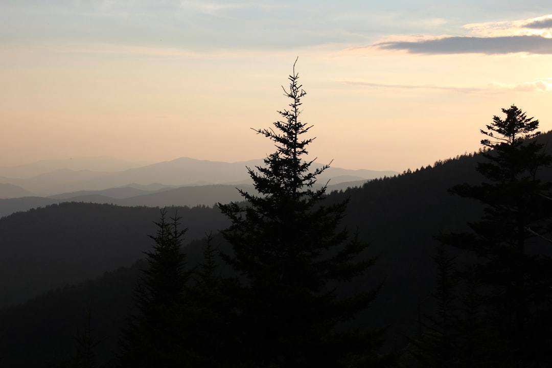 silhouette of tree during nighttime