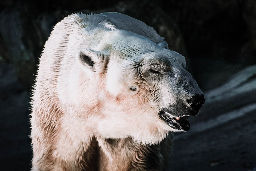 shallow focus photography of white bear
