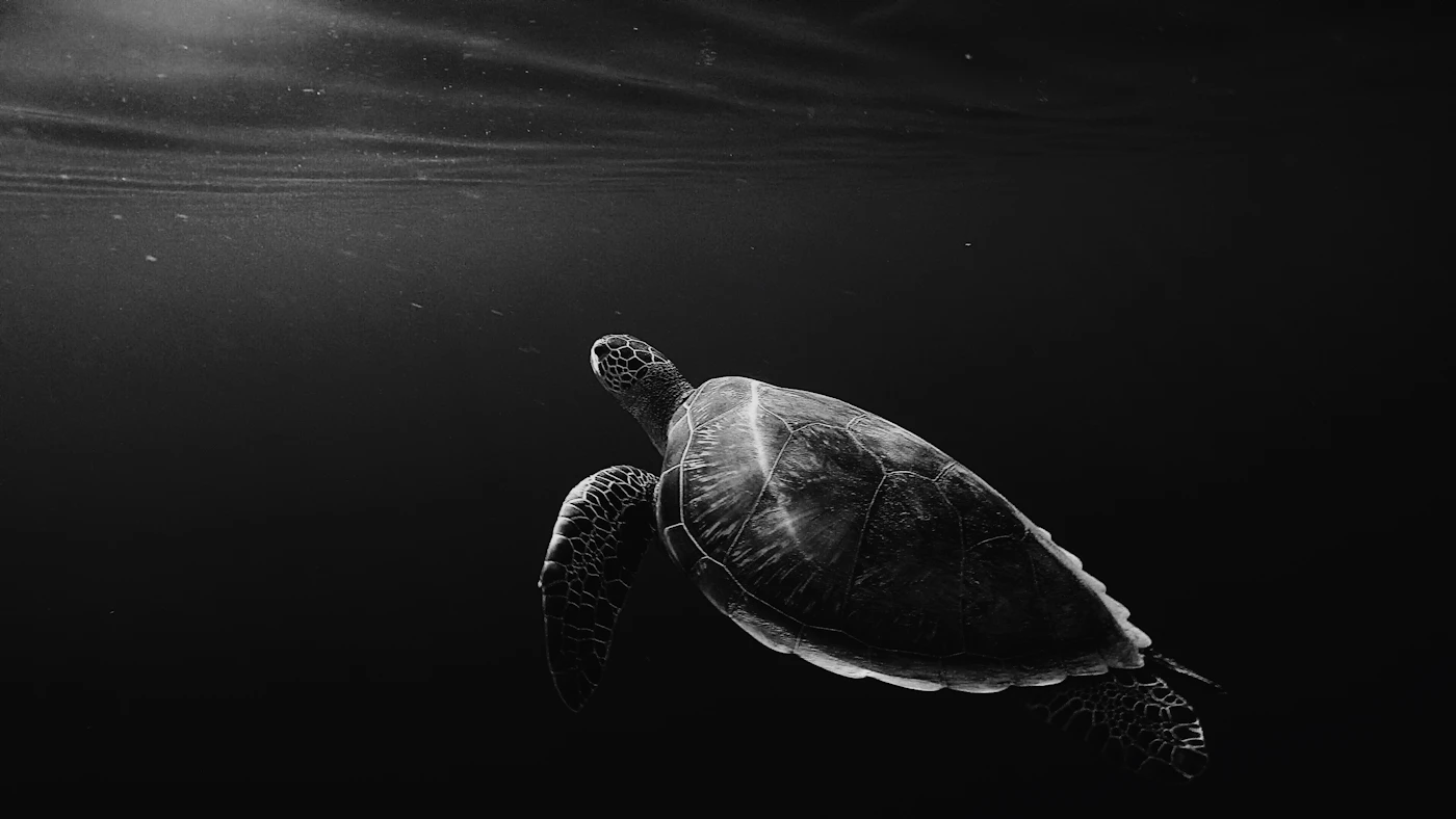 Tortuga marina en blanco y negro nadando cerca de la superficie