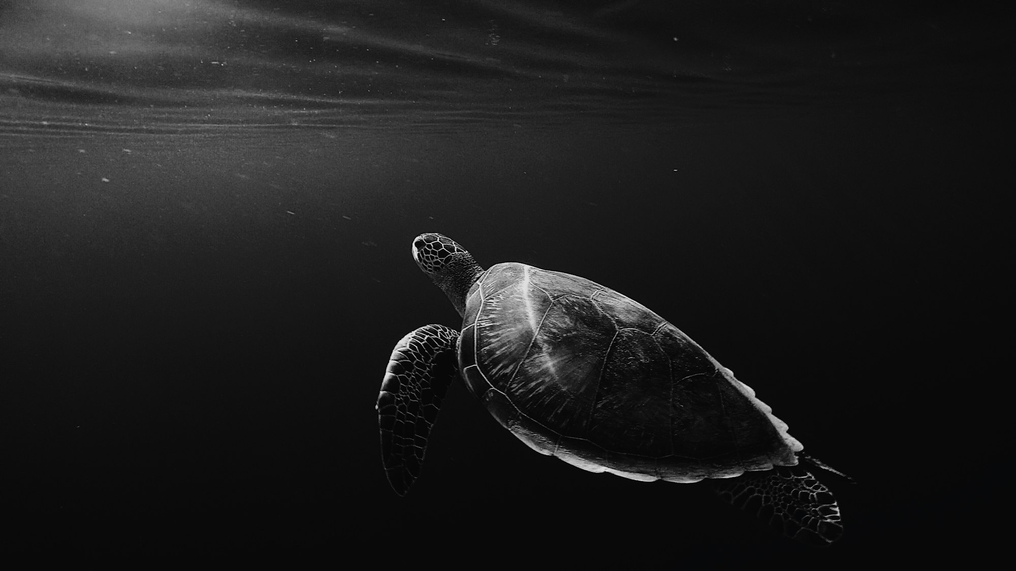 monochrome lone turtle in sea