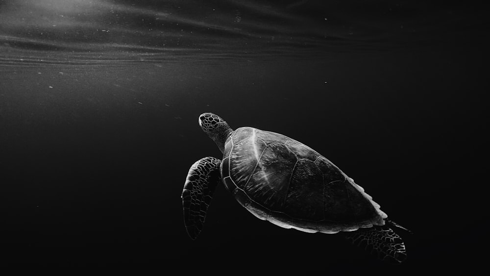 silhouette of sea turtle underwater
