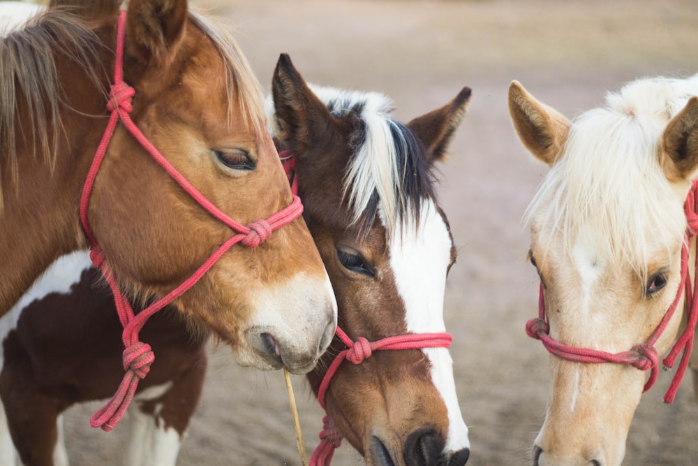 trois chevaux