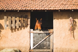 A horse stands inside a rustic stable with a textured, sandy-colored wall and a wooden door. The stable's roof is made of terracotta tiles. Various pieces of equipment, like ropes, hang on the wall outside the stall.