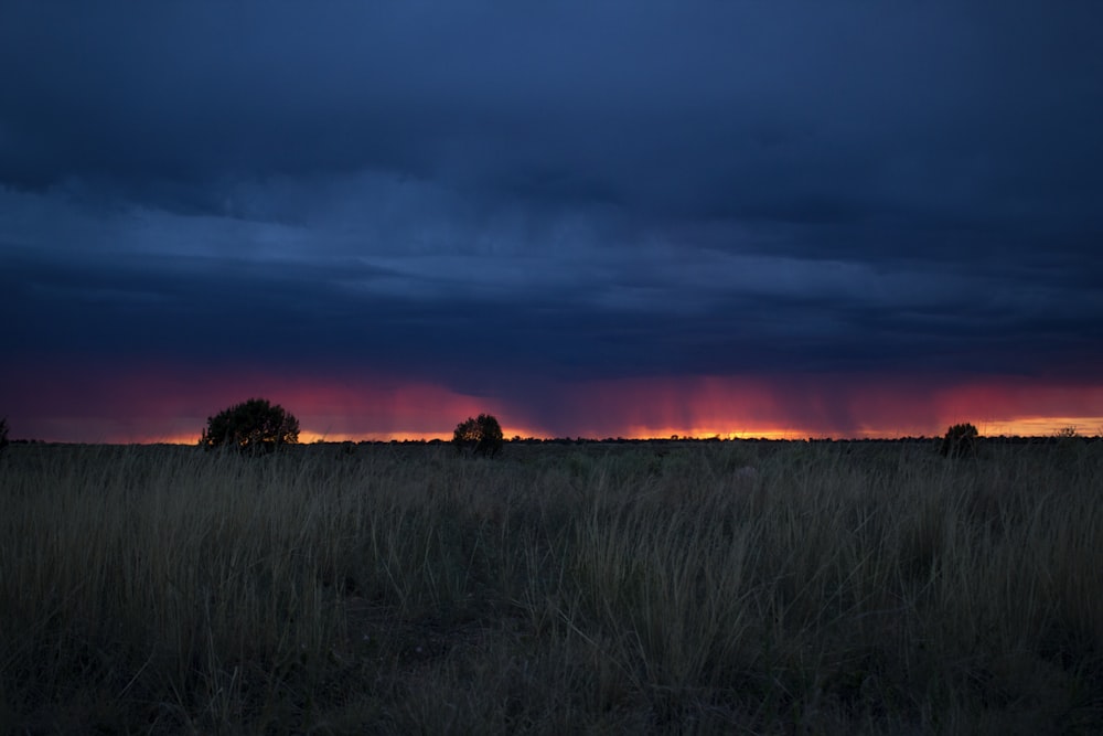 Silhouette von Bäumen unter blauem Himmel