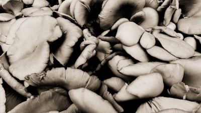 A cluster of oyster mushrooms displaying their characteristic fan-shaped caps and smooth surfaces. The image is presented in monochrome, emphasizing the texture and layers of the overlapping fungi.