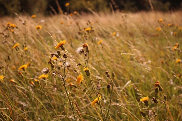 A sunlit meadow filled with tall grasses and scattered yellow wildflowers gently swaying in the breeze. The background appears slightly blurred, creating a sense of depth and movement.