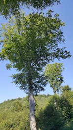 A vibrant neem tree standing tall in an Indian village landscape.