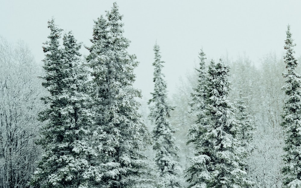 grün belaubte Bäume, die tagsüber mit Schnee bedeckt sind