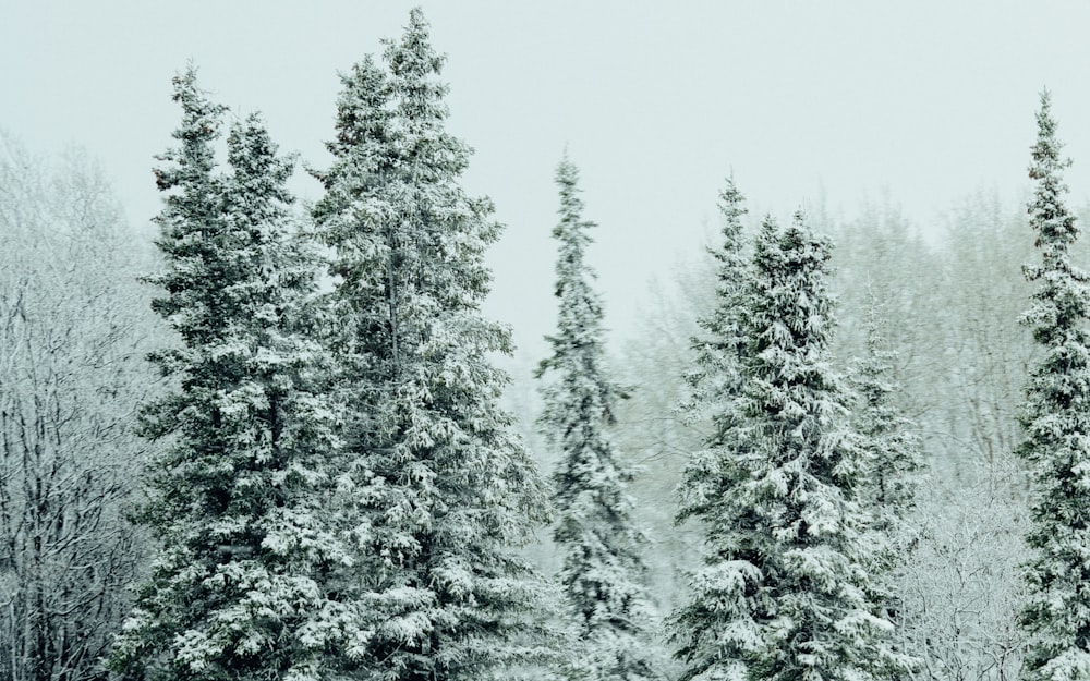 árvores de folhas verdes cobertas de neve durante o dia