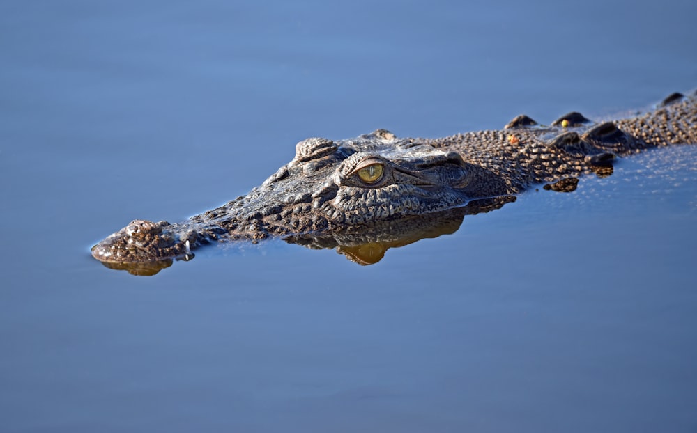 alligator on body of water