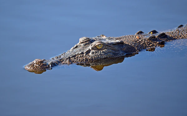 Estuarine crocodile basking