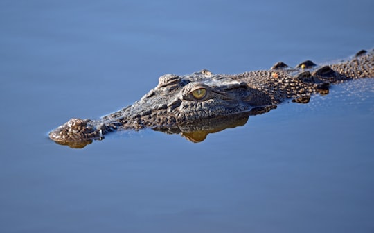 photo of Yorkeys Knob Wildlife near Trinity Inlet