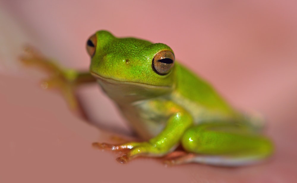 macro photography of green frog