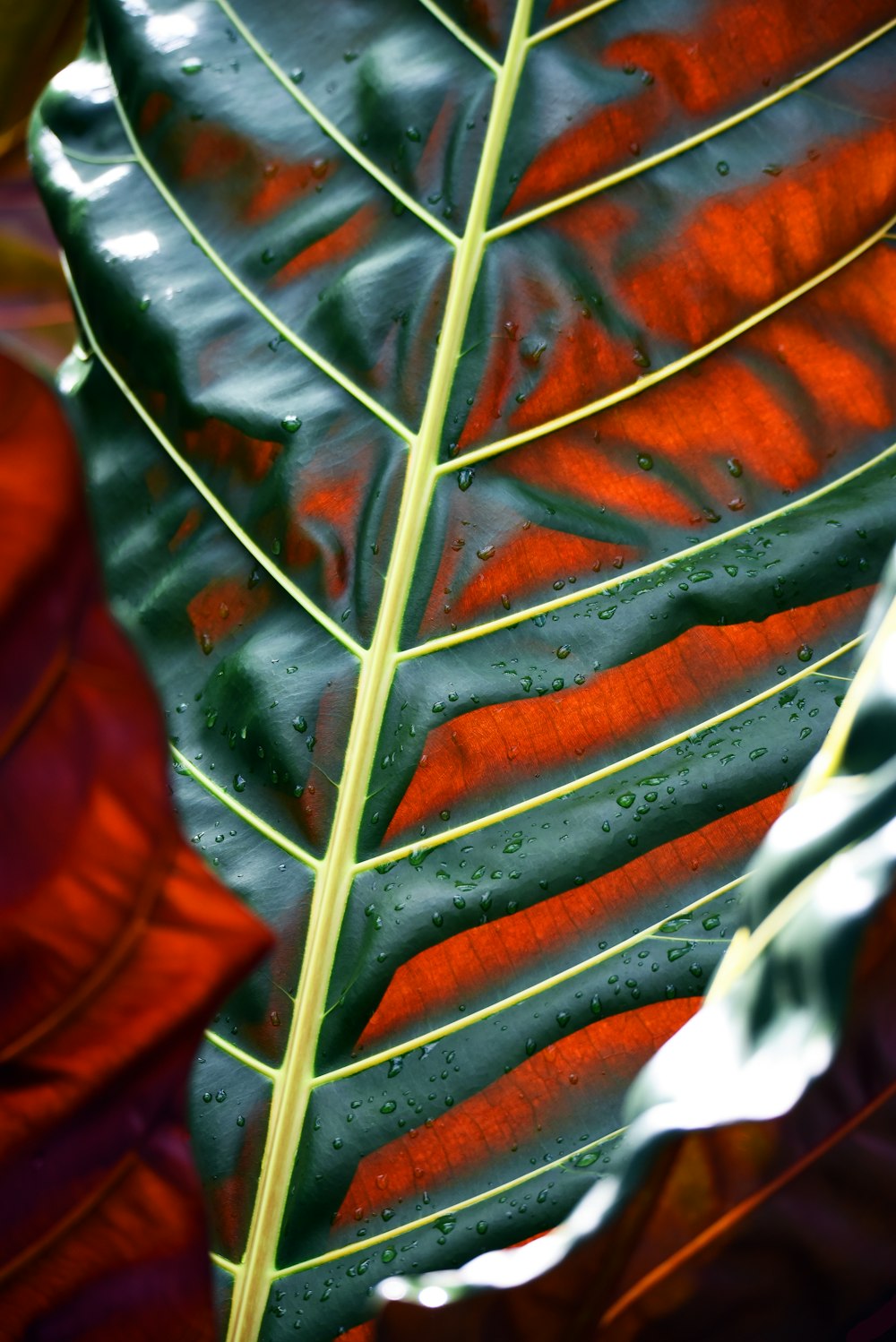 green leaf plant