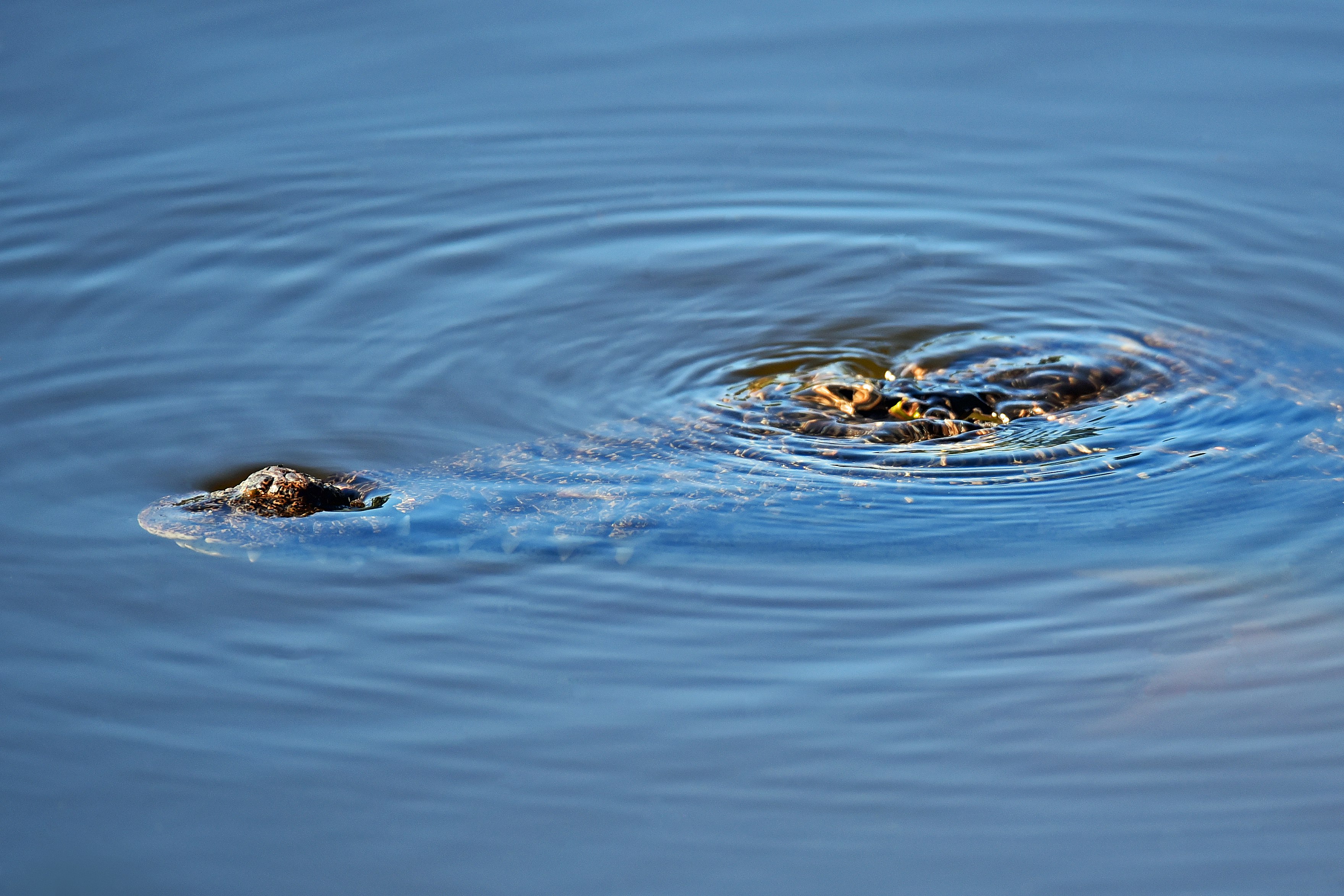 close up photography of calm body of water