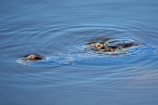 close up photography of calm body of water in Yorkeys Knob Australia