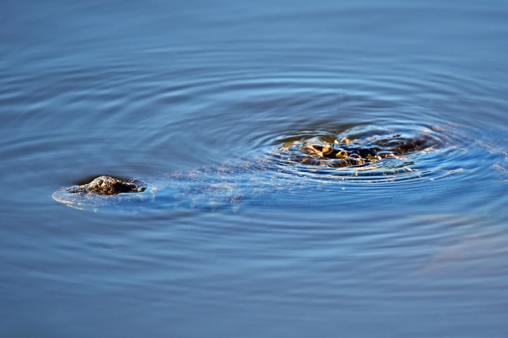 close up photography of calm body of water