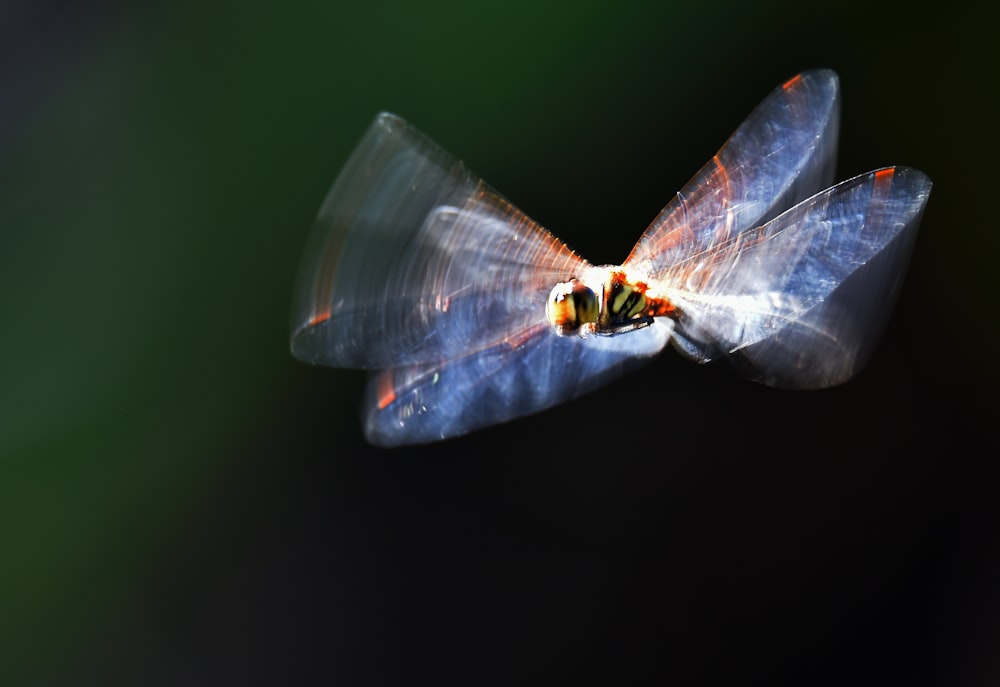 white and orange butterfly