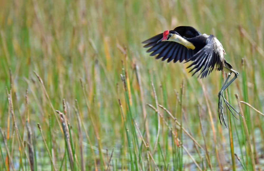 black and yellow bird above plant field