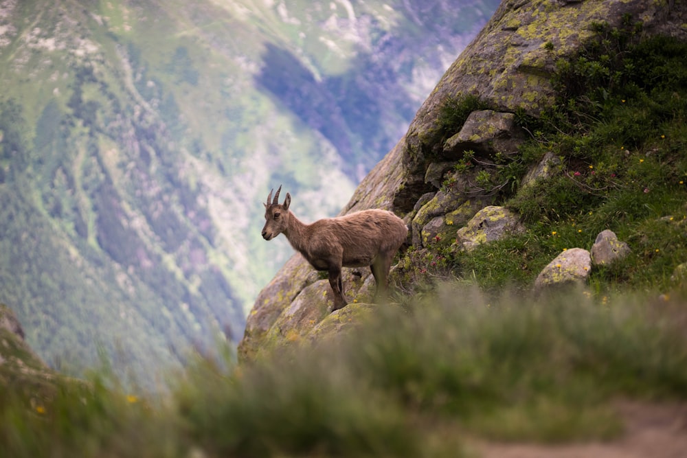selective focus photography of brown deer on mountain