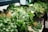 A variety of fresh leafy greens are piled on a table, including spinach and other types of herbs. The greens are vibrant and appear freshly harvested, with some roots still attached. The setting suggests an environment like a market or grocery store.