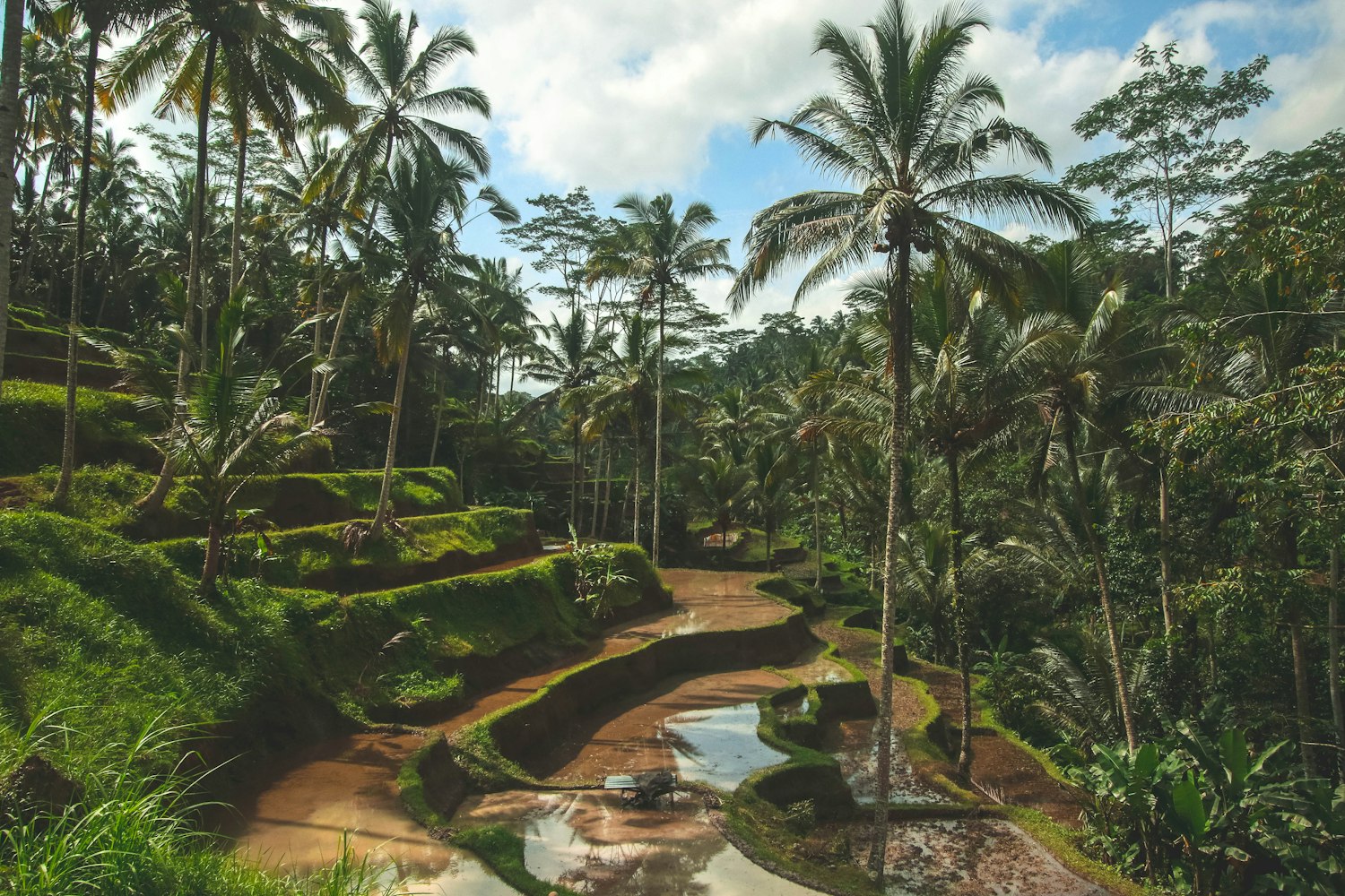 Lush rice terraces of Bali