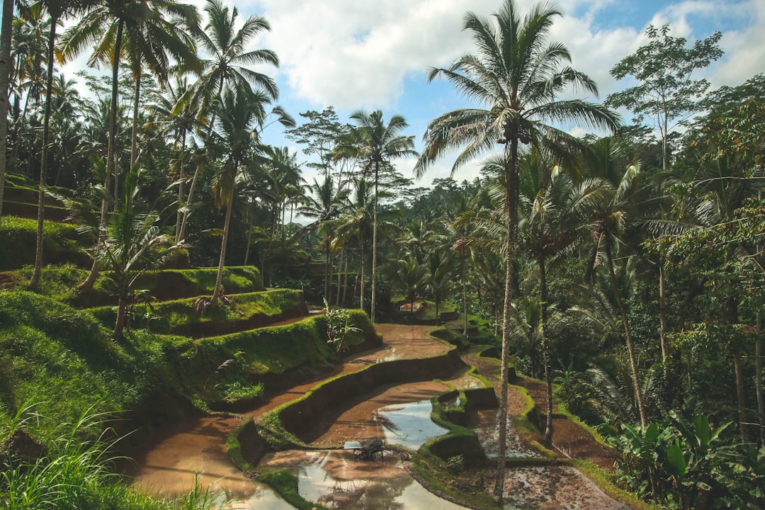 Jungle photo spot Bali Kabupaten Badung