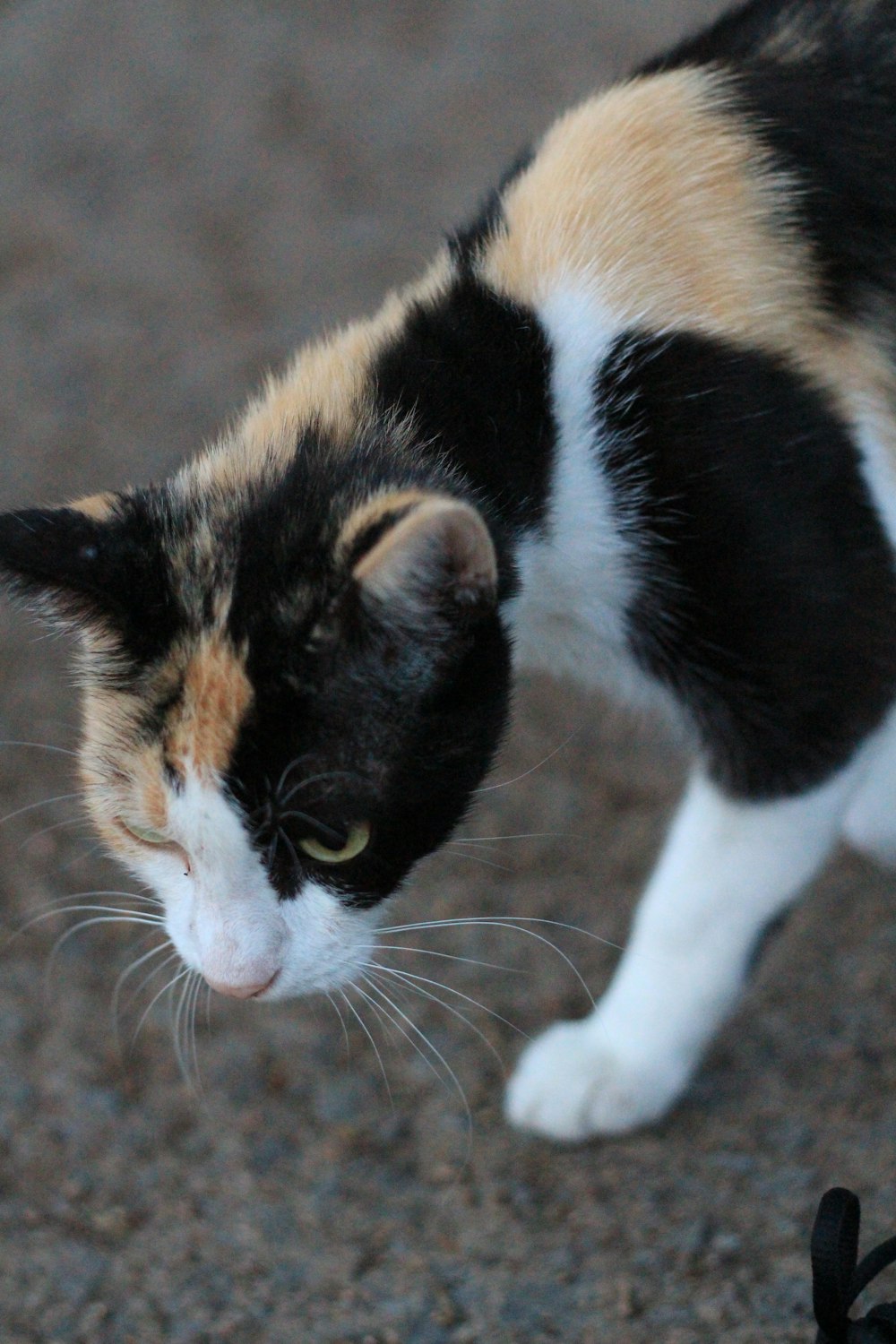 茶色の砂の上の三毛猫