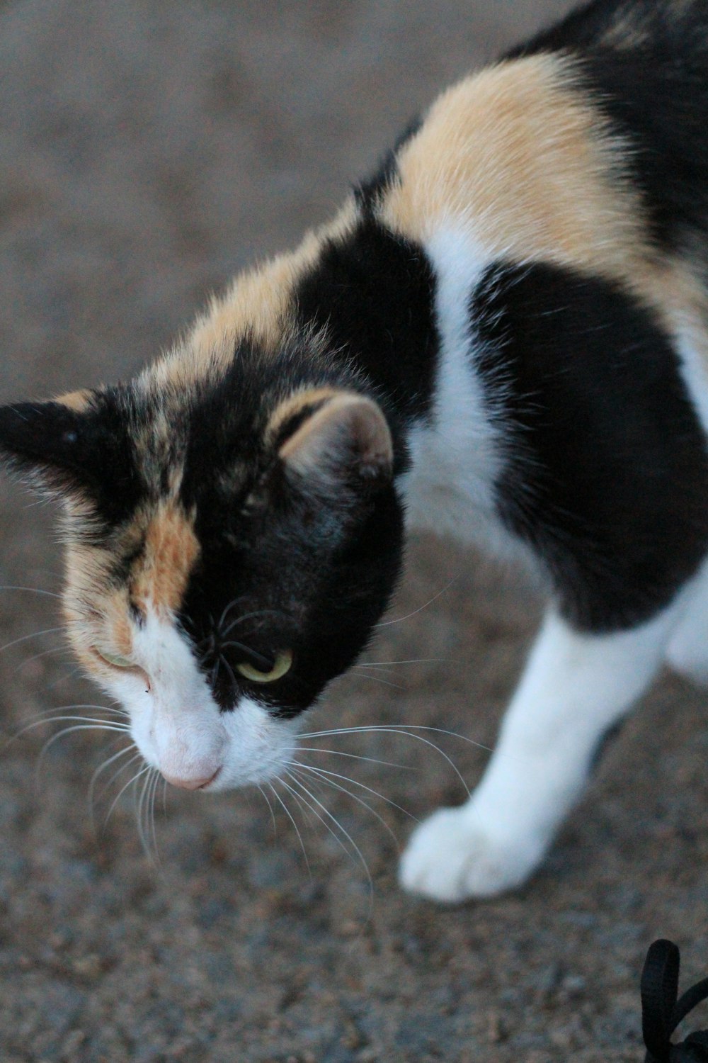 calico cat on brown sand