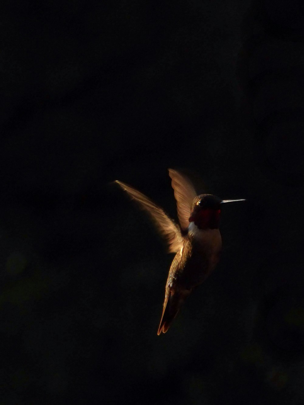 Foto de enfoque selectivo de colibrí volador marrón