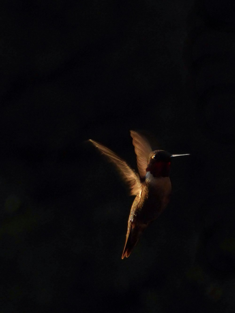 Selektives Fokusfoto eines braunen fliegenden Kolibris