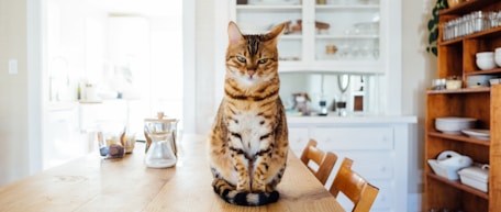 orange and white tabby cat sitting on brown wooden table in kitchen room