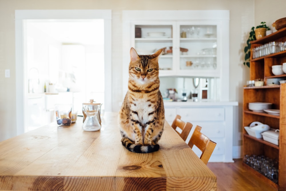 gato atigrado naranja y blanco sentado en una mesa de madera marrón en la sala de cocina