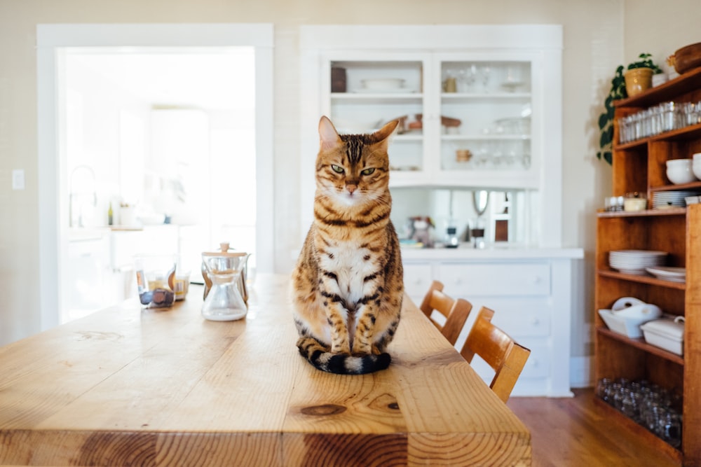 orange-weiß getigerte Katze sitzt auf braunem Holztisch im Küchenzimmer