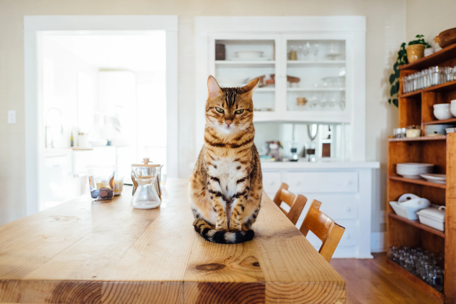 Chat tigré assis sur une table en bois dans un intérieur lumineux