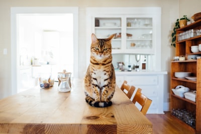 Aggressives Verhalten bei Katzen: Ursachen, Maßnahmen und Hilfe zur Korrektur