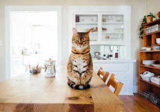 orange and white tabby cat sitting on brown wooden table in kitchen room